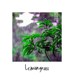 : Lemongrass - In the Jungle (2021)