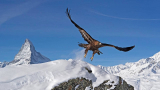 : Expeditionen ins Tierreich Die Alpen Winterwelt 2021 German Doku 720p Hdtv x264-Tmsf