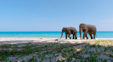 : Das Raetsel der Andamanen Elefanten German Doku 720p Hdtv x264-Pumuck