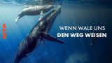 : Wenn Wale uns den Weg weisen German Doku 720p Hdtv x264-Pumuck