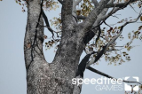 : SpeedTree Games Indie v8.4.1 (x64)