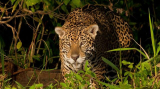 : Der Jaguar - Jaeger im Pantanal German Dl Doku 720p Hdtv x264-Pumuck