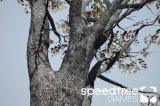 : SpeedTree Games v9.0.0 (x64) Enterprise