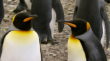 : Expeditionen ins Tierreich Insel der Pinguine Suedgeorgien 2015 German Doku Hdtvrip x264-Tmsf