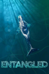 : Entangled The Race to Save Right Whales from Extinction 2020 1080p BluRay x264-Orbs