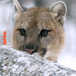 : Der unsichtbare Puma - Ein Besucher in Frankreichs Waeldern German Doku 720p Hdtv x264-Pumuck