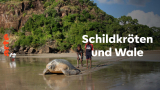 : Schildkroeten und Wale - Botschafter der Meere German Doku 720p Hdtv x264-Pumuck
