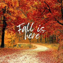 : fall is here (2024)