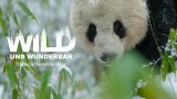 : Wild und wunderbar Chinas unbekannte Natur 2020 German Dl Doku 720p Web x264-ClassiCalhd