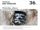 : Spektrum Die Woche - Nr 36 vom 5 September 2024