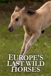 : Die Letzten Europas Wildpferde im Muensterland 2012 German Doku 1080p Web x264-ClassiCalhd