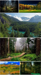: Forest Landscapes Wallpaper